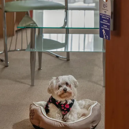 Vital 4* 잘라카로쉬